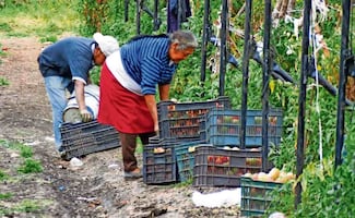 Jitomateros, en crisis; producción y precios se desploman