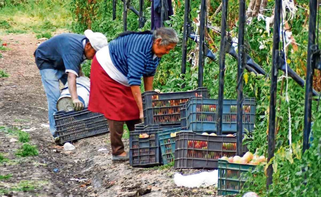 La exportación del tomate a EU disminuyó 22.8% entre enero y octubre de 2025 frente a 2024. Foto: Archivo / EL UNIVERSAL