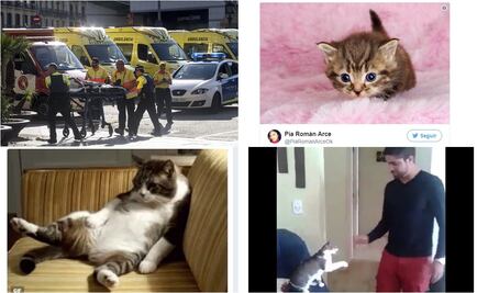 Tras ataque en Barcelona, ¿por qué los gatos son tendencia?