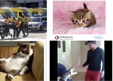 Tras ataque en Barcelona, ¿por qué los gatos son tendencia?