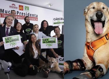 ¿Qué es la Ley Pay de Limón? La iniciativa que busca endurecer las penas por maltrato animal