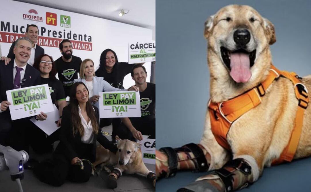 Esta iniciativa busca endurecer las sanciones por maltrato y crueldad animal en México. Foto: PVEM / Archivo EL UNIVERSAL