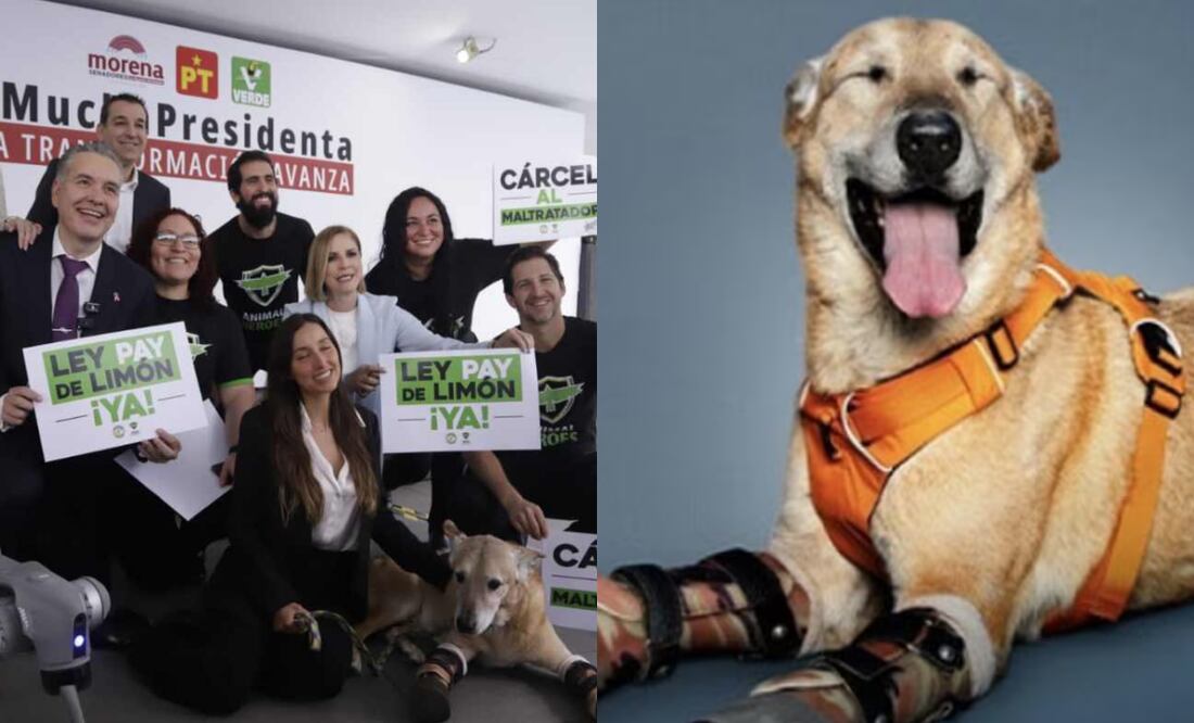 Esta iniciativa busca endurecer las sanciones por maltrato y crueldad animal en México. Foto: PVEM / Archivo EL UNIVERSAL