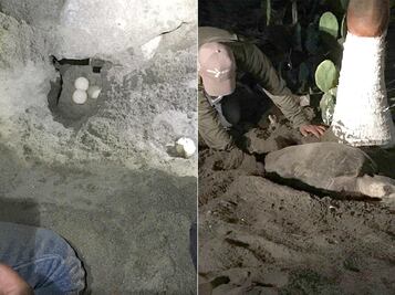 Recuperan más de mil huevos de tortuga marina en Chiapas