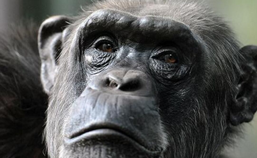 Aún no emitirá una opinión definitiva porque la muestra es pequeña: 29 simios. (FOTO: Archivo/EL UNIVERSAL)