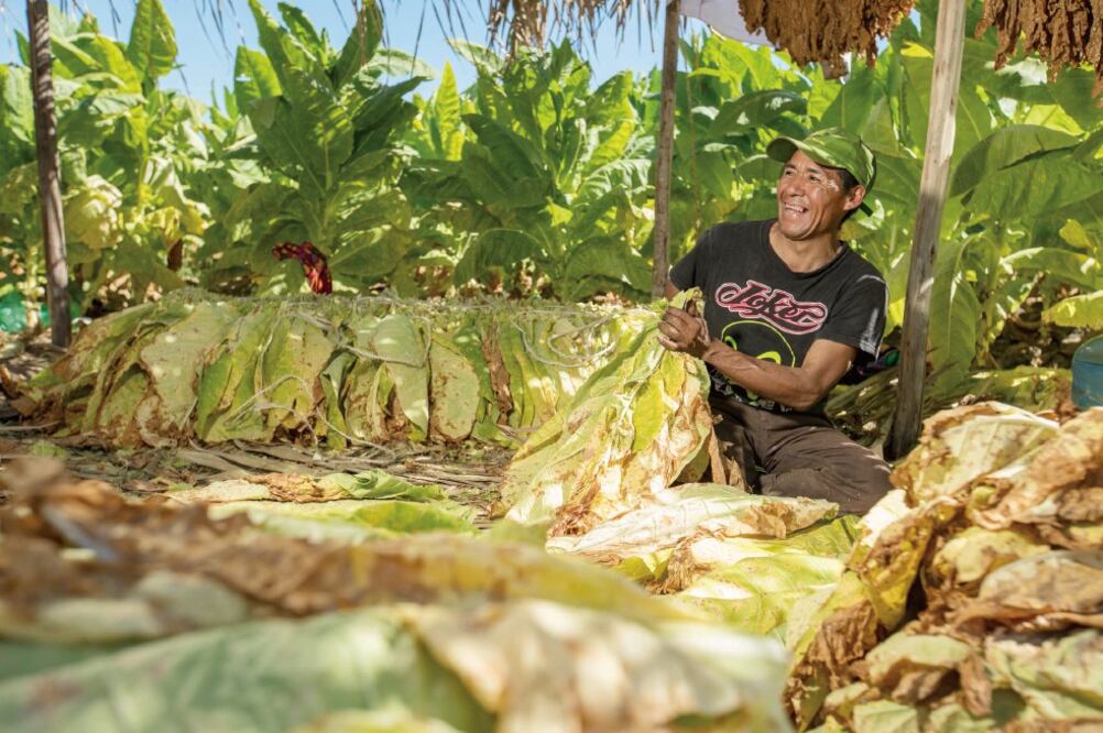 Jornaleros en la zona comentaron que el precio por sarta, es decir un hilo de un metro con hojas de tabaco, se les paga a 17.50 pesos (CORTESÍA PHILIP MORRIS)