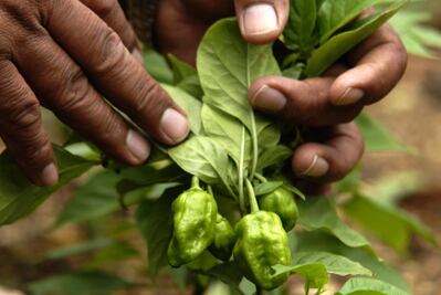 “Agrocoin,” the new way to invest in agriculture