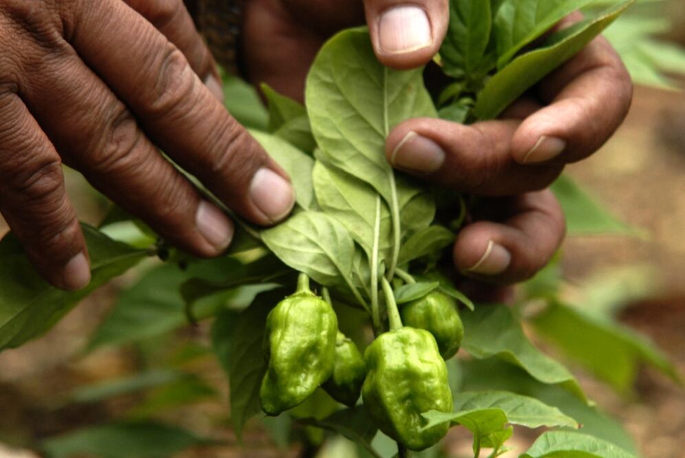 Farmer cultivating habanero peppers – Photo: Jacinto Kanek/EFE