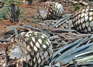 Consumo de agavinas disminuyen peso corporal