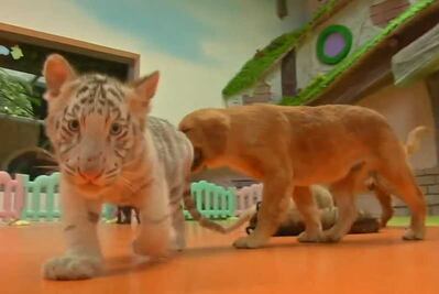 Una Golden Retriever amamanta a leones y tigres en zoológico de Pekín