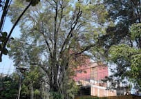 Vecinos de colonia Del Valle exigen conocer plan de manejo del árbol "Eugenio"; fue declarado Patrimonio Natural y Cultural de CDMX en 2024
