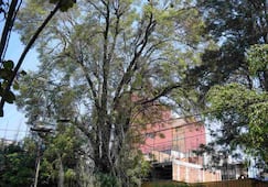 Vecinos de colonia Del Valle exigen conocer plan de manejo del árbol "Eugenio"; fue declarado Patrimonio Natural y Cultural de CDMX en 2024