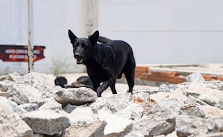"Togo", perrito rescatista, localiza a víctima en derrumbe de San Antonio Abad; marcaje guió las labores de recuperación