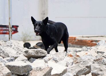 Florida endurece castigos por abandonar mascotas durante desastres naturales; aumenta sanciones por crueldad animal
