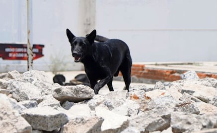 "Togo", perrito rescatista, localiza a víctima en derrumbe de San Antonio Abad; marcaje guió las labores de recuperación