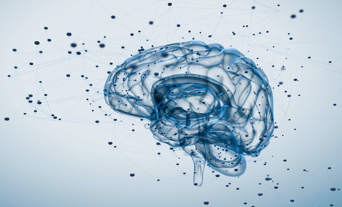 ¿Sabías que la materia gris sirve para procesar la información en el cerebro? - Foto: Archivo/EL UNIVERSAL