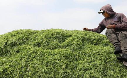 ¿De dónde vienen los romeritos que comemos en Navidad y Año Nuevo?
