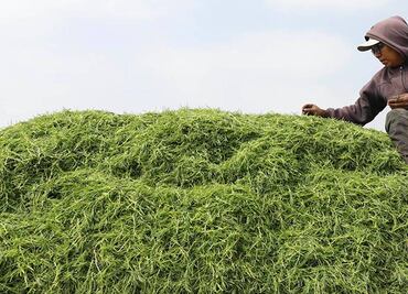 ¿De dónde vienen los romeritos que comemos en Navidad y Año Nuevo?
