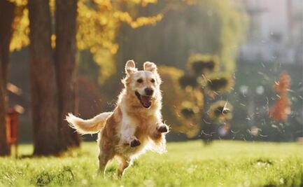 ¿Te pueden sancionar por no recoger las heces de tu mascota? Esto dice la Ley