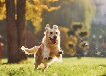 ¿Te pueden sancionar por no recoger las heces de tu mascota? Esto dice la Ley