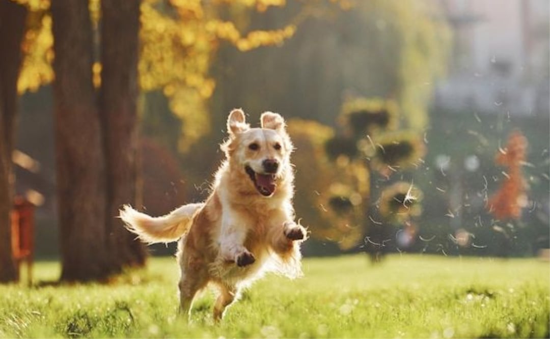 Descubre la raza de perros más traviesa. Fuente: Freepik.