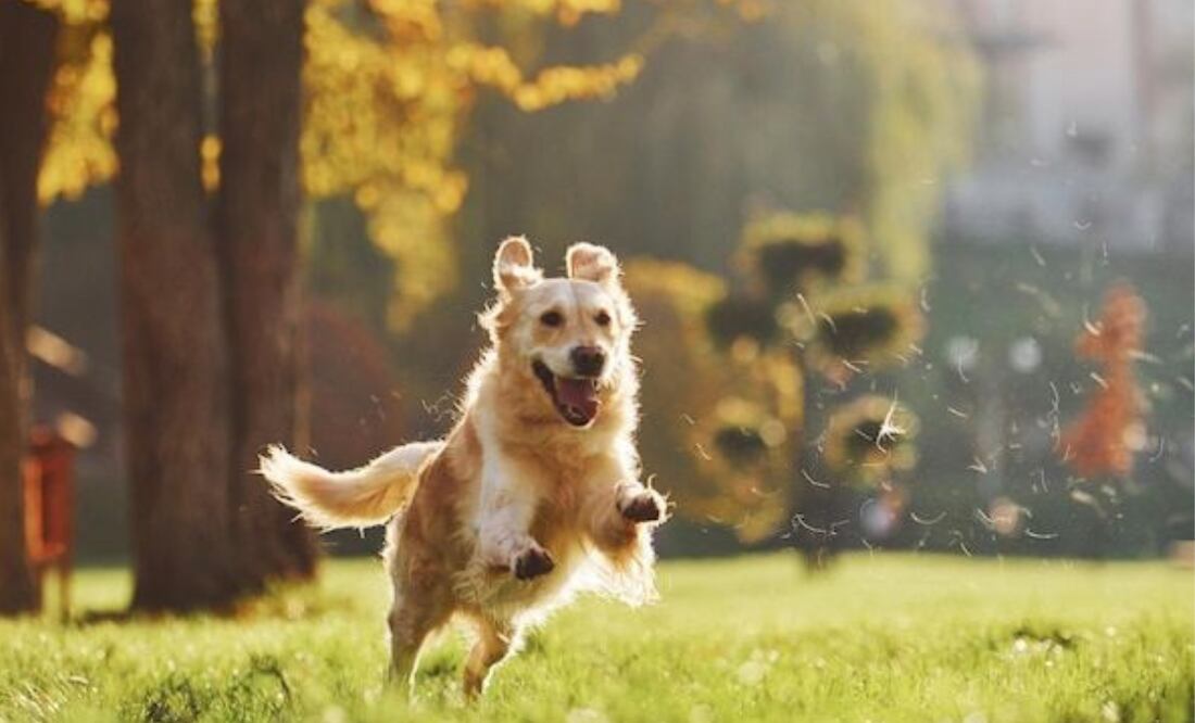 Descubre la raza de perros más traviesa. Fuente: Freepik.