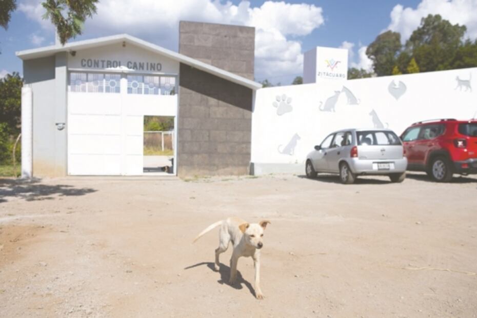 Denuncian exceso de violencia en redadas contra perros en Michoacán 