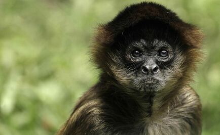 Aseguran a 2 monos araña en Yucatán