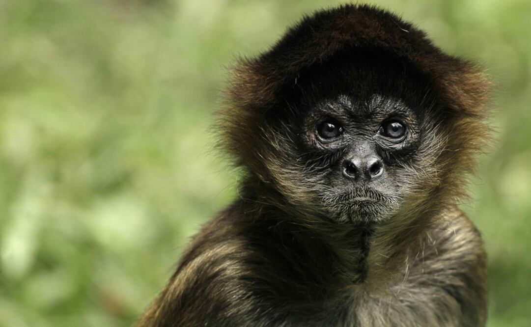 ARCHIVO / EL UNIVERSAL