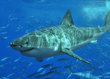 Genoma del tiburón blanco puede ayudar a salvar vidas humanas