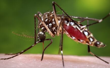 Preocupa en Morelos casos de dengue, zika y chikungunya