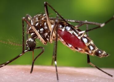 Preocupa en Morelos casos de dengue, zika y chikungunya