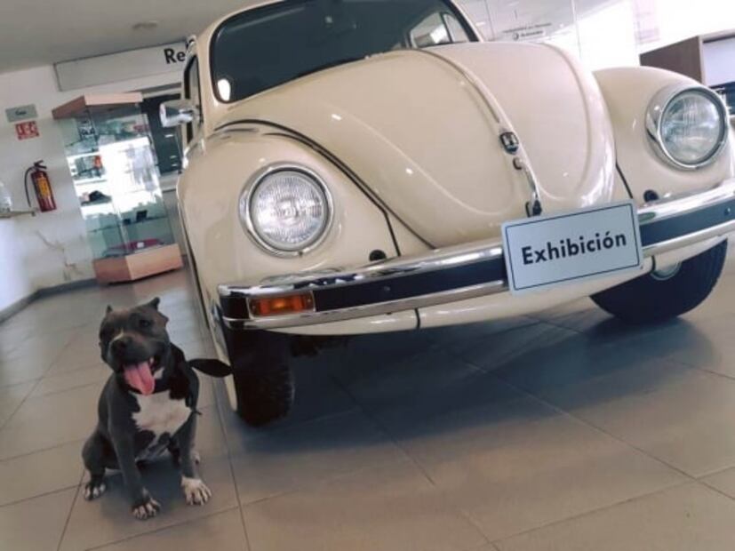 "Vochita", la perrita abandonada que encontró un hogar en una agencia Volkswagen 