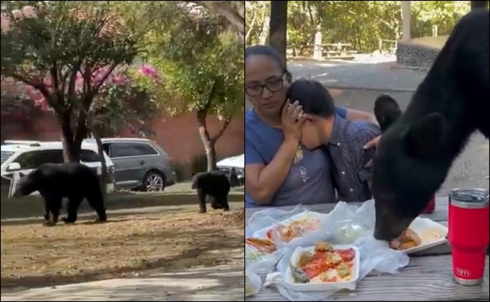 En 2015,  en el estado existían un aproximado de 100 osos, sin embargo, en nueve años, la población pudo haberse incrementado considerablemente. Foto: Especial