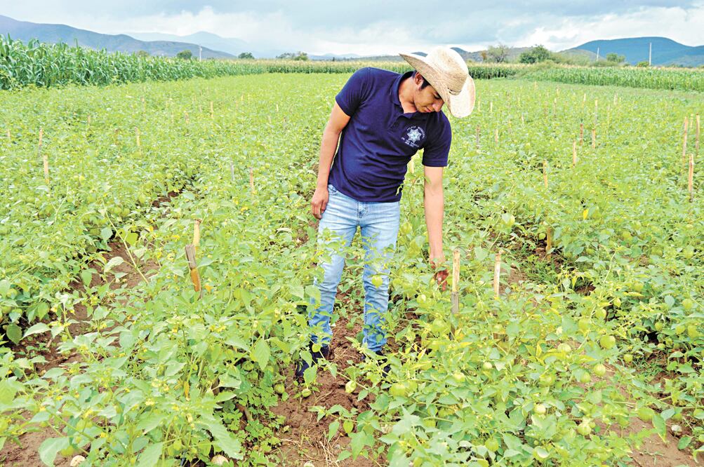 La pobreza laboral en el campo aumentó de abril a junio de 49.6% a 50.2%