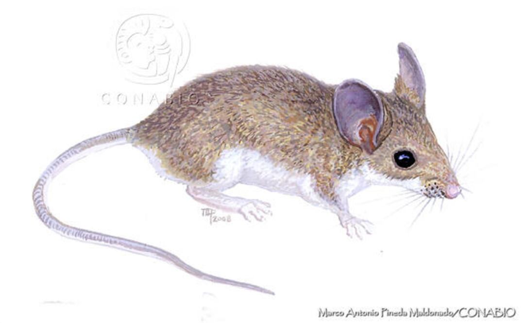 Roedor "Peromyscus leucopus cozumelae", animal endémico de Cozumel. Ilustración: Marco Antonio Pineda Maldonado/Conabio