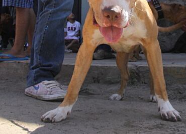 "No pretendo huir ", dice dueño del pitbull que desfiguró a un niño en Jiutepec, Morelos