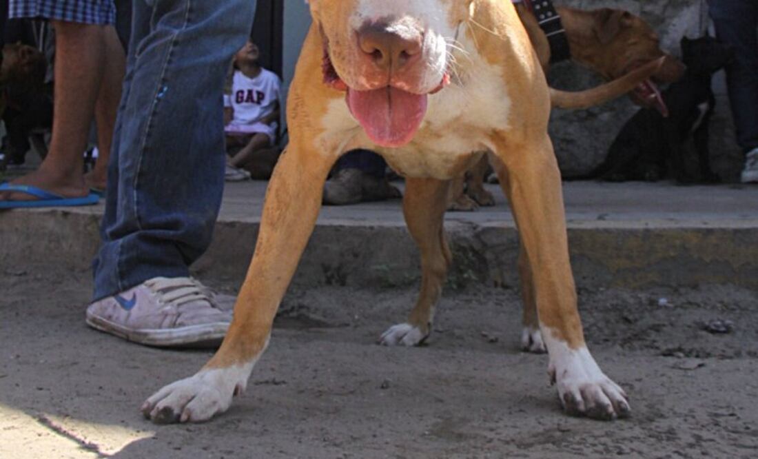 Foto: Archivo | EL UNIVERSAL