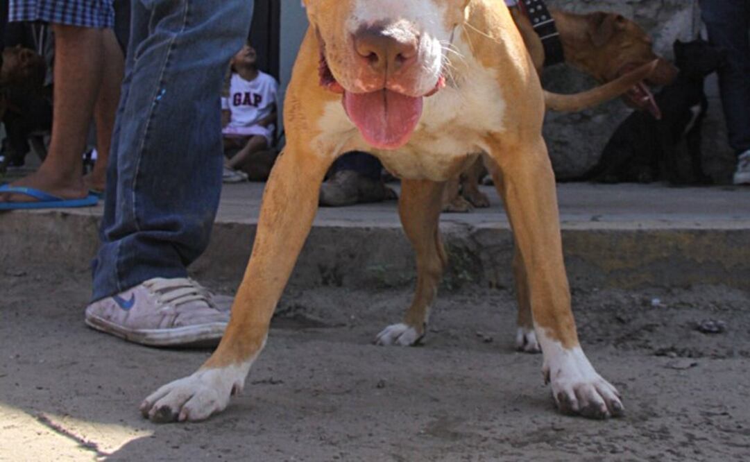 Foto: Archivo | EL UNIVERSAL