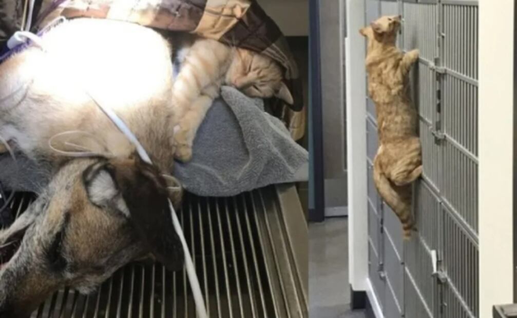 Ron, el gato callejero que da ánimos a perros y michis pacientes de hospital veterinario