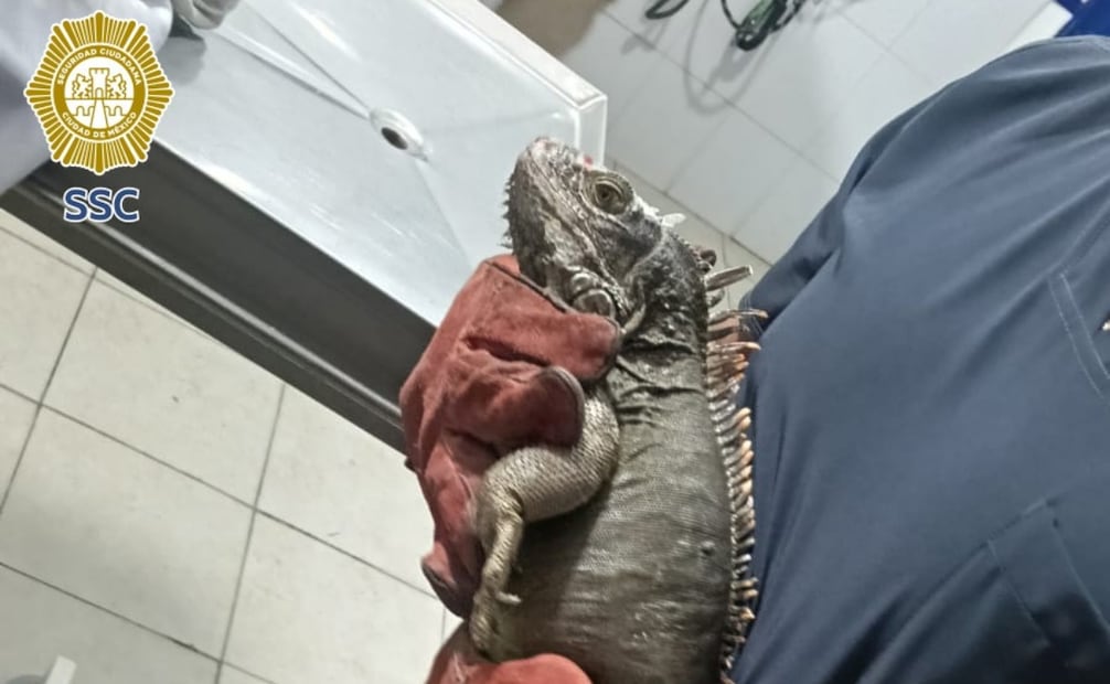 Detienen a 6 personas y rescatan animales exóticos. Foto: especial