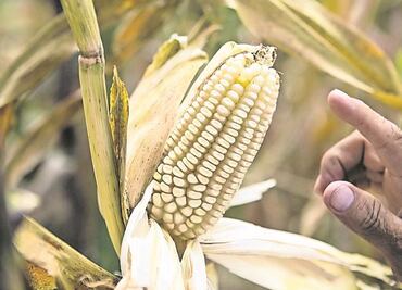 No hay evidencia de que maíz transgénico genere daños a la salud: Villalobos