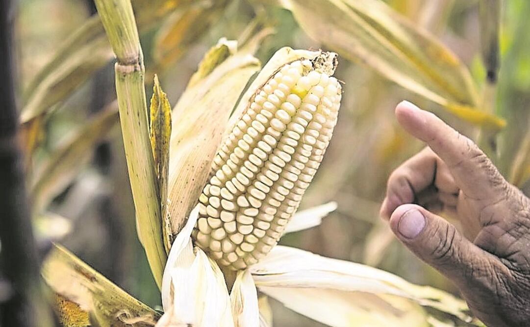Corresponderá a la Secretaría de Salud presentar las bases científicas de la prohibición. Foto: Especial