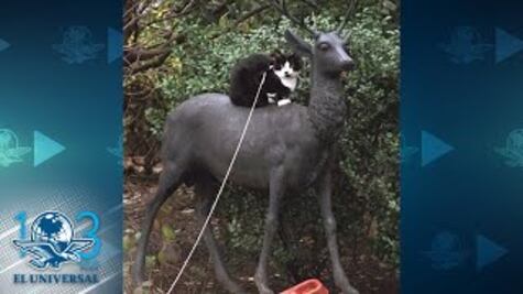 "Socks" o de dónde viene que hoy festejes a tu gato