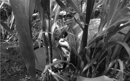 Hallan a hombre entambado en terreno de cultivo de San Diego de los Padres, Toluca