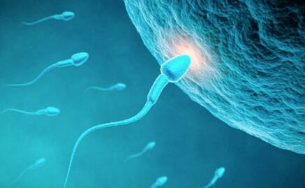 ¿Por qué el espermatozoide tiene cola?