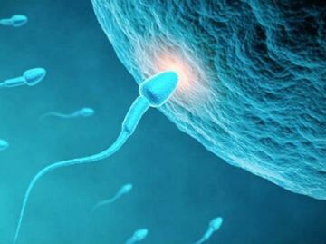 ¿Por qué el espermatozoide tiene cola?