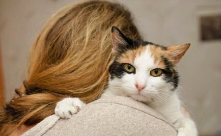 ¿Tu gato es gruñón? Estos felinos "imitan" la personalidad de sus dueños