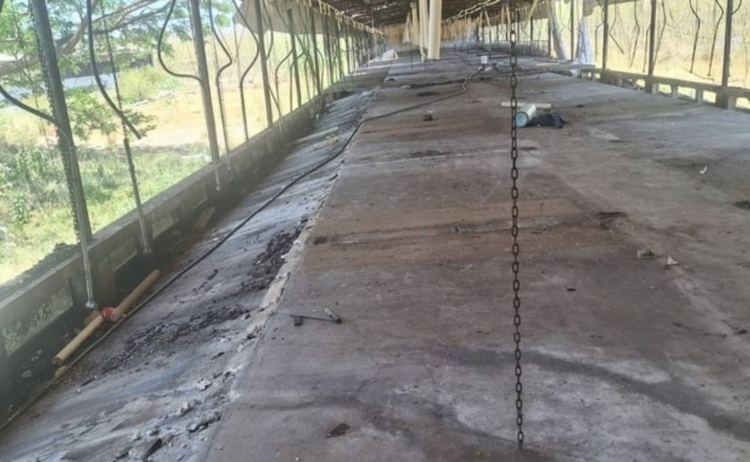 Profeco verifica el retiro de 41 mil cerdos de la Granja Porcícola en Santa María Chi, Yucatán (05/05/2026). Foto: Profeco