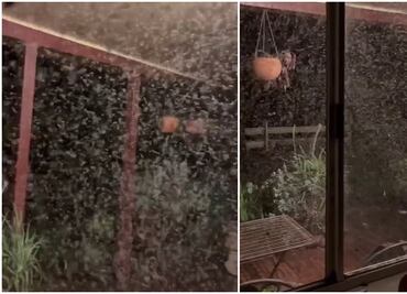 "Son monstruosos": enjambre de mosquitos afectan a Nueva Gales, devastada por inundaciones